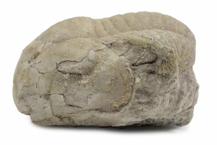 Bargain, Illaenus Laticlavius Trilobite Fossil - Russia #363227